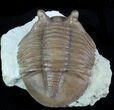 Asaphus Holmi Trilobite - Scare Asaphid #89055-3